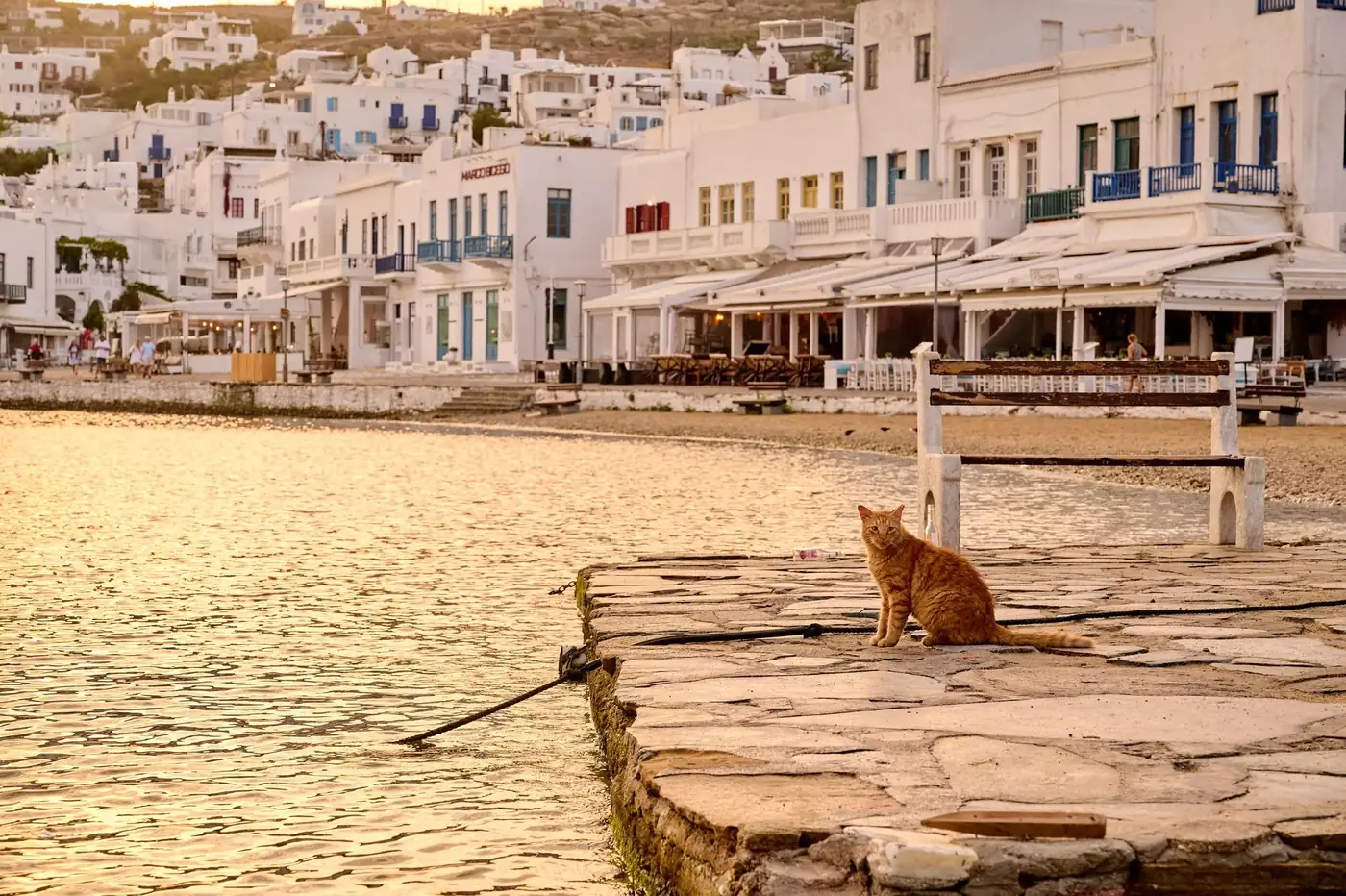 A cat sits on a pier with a view of the traditional white buildings of Mykonos, Greece at sunset.
