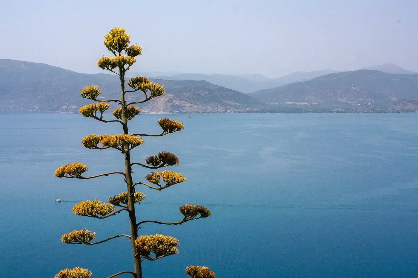 Beautiful Nafplio coastline with prominent agave plant against the deep blue sea and mountain backdrop.