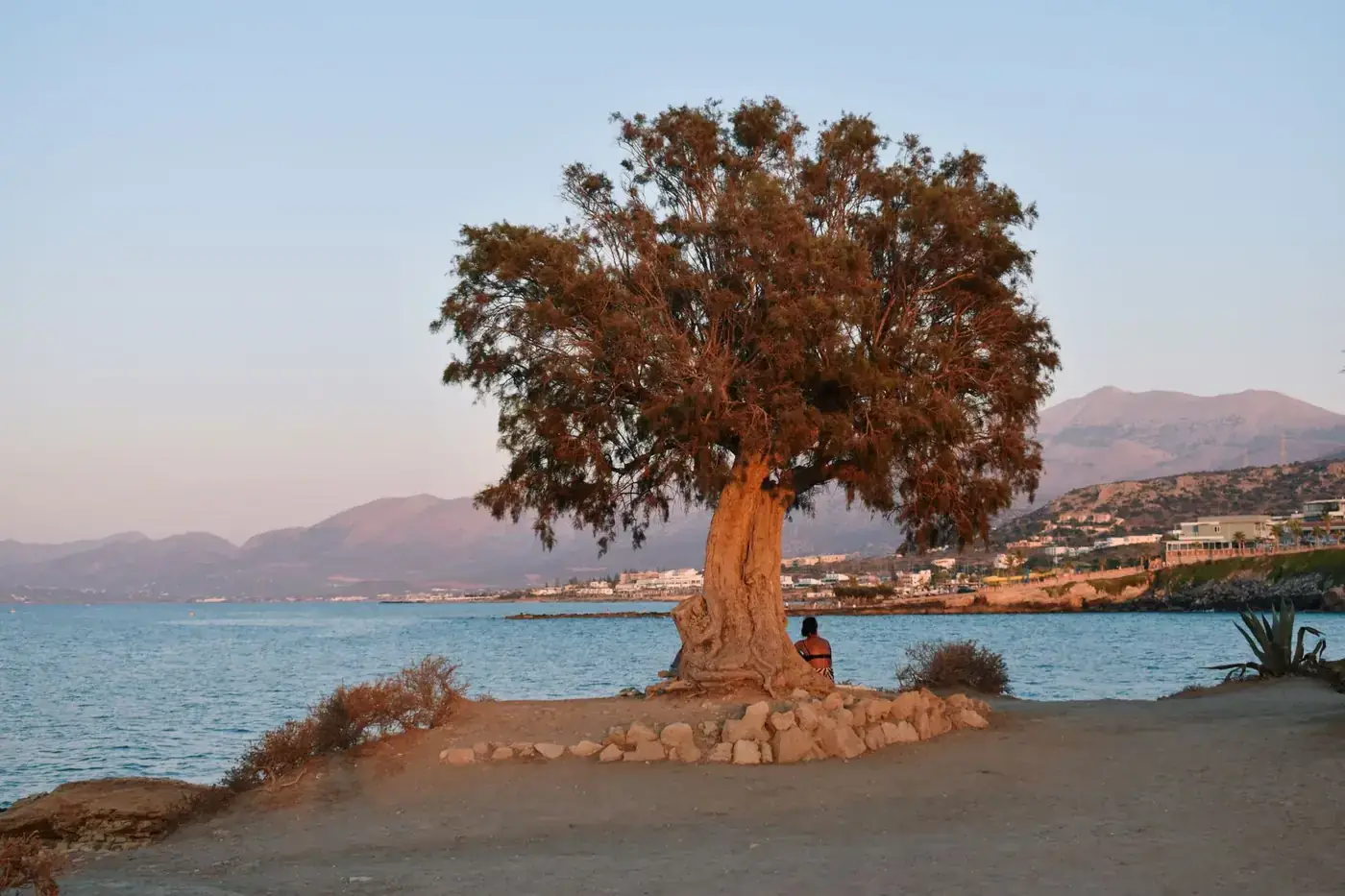 A peaceful scene of a lone tree by the sea at sunset with mountains in the distance.