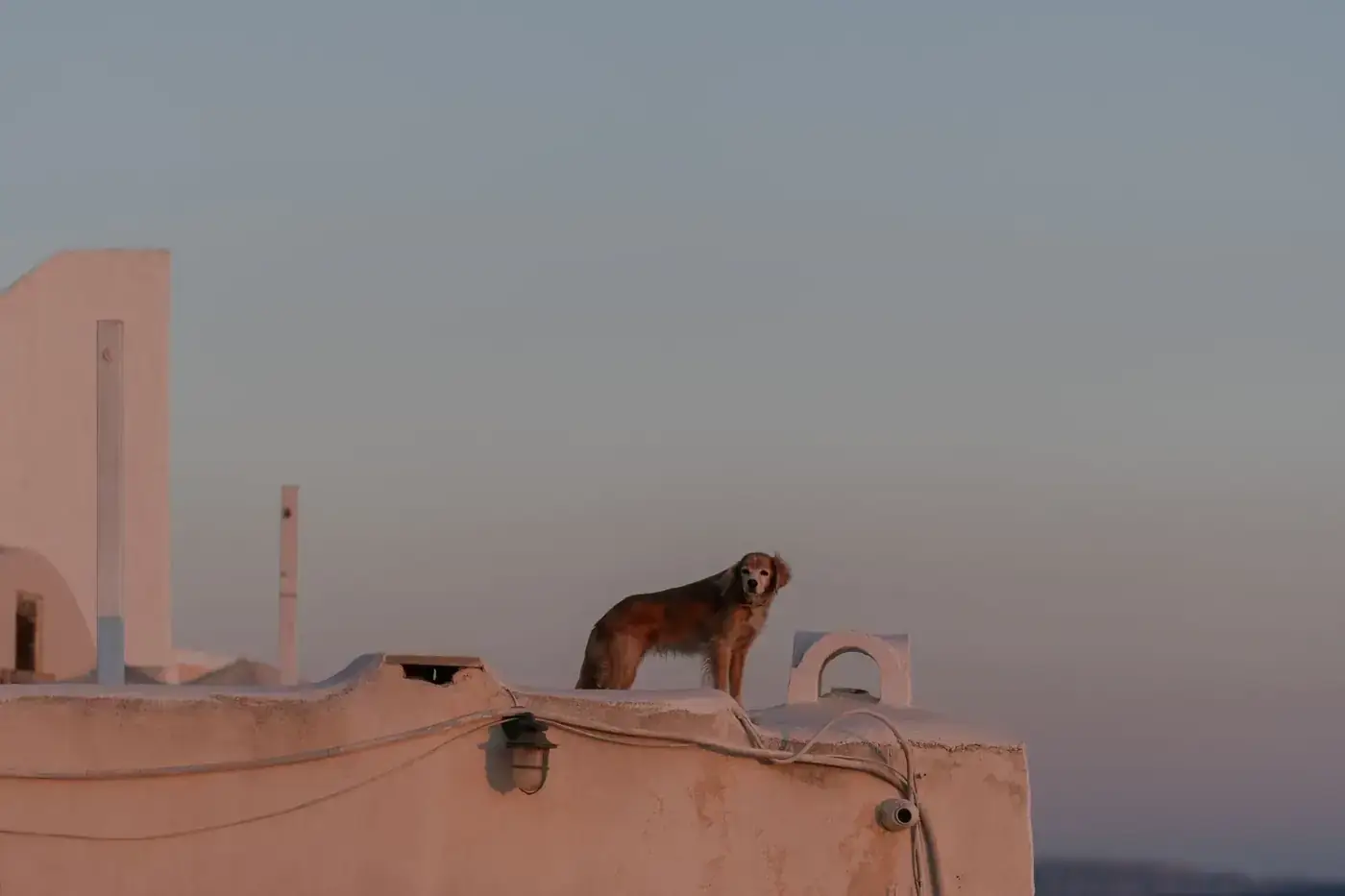 A dog stands on a white rooftop at sunset in Santorini, Greece, with a pastel sky backdrop.